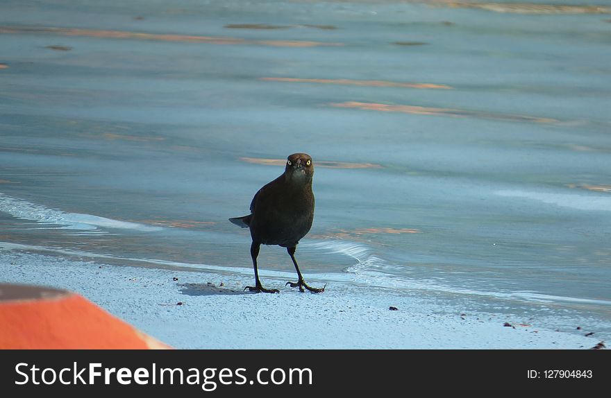 Bird, Beak, Shore, Fauna