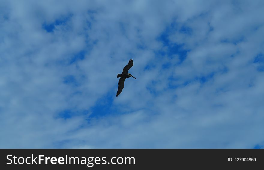 Sky, Bird, Daytime, Cloud