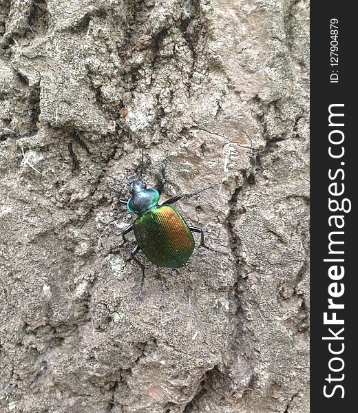 Insect, Invertebrate, Fauna, Beetle