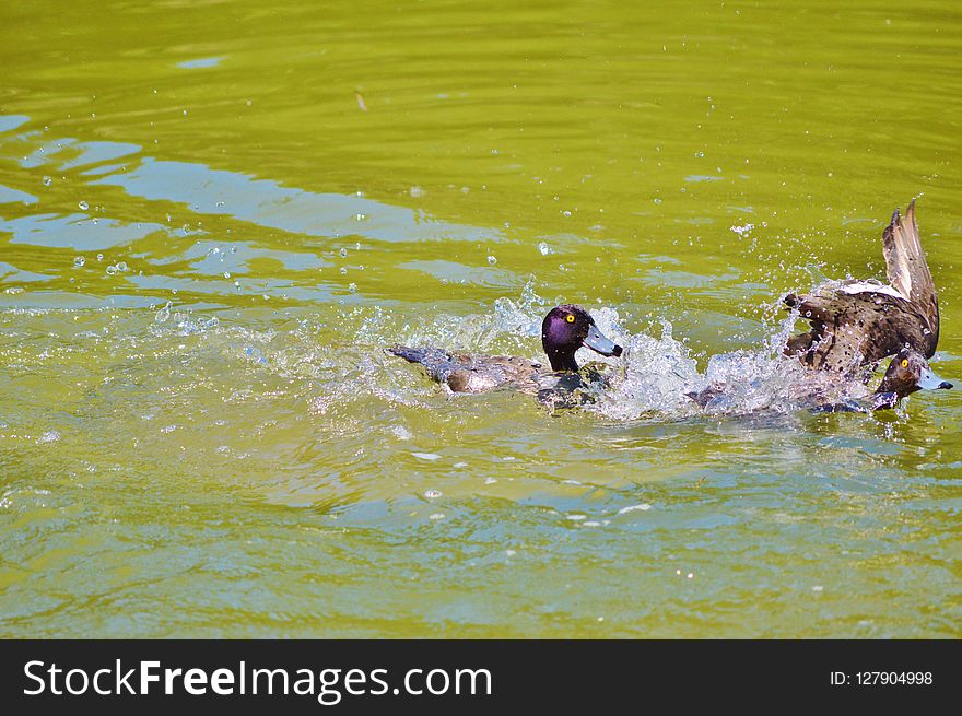 Water, Vertebrate, Fauna, Bird