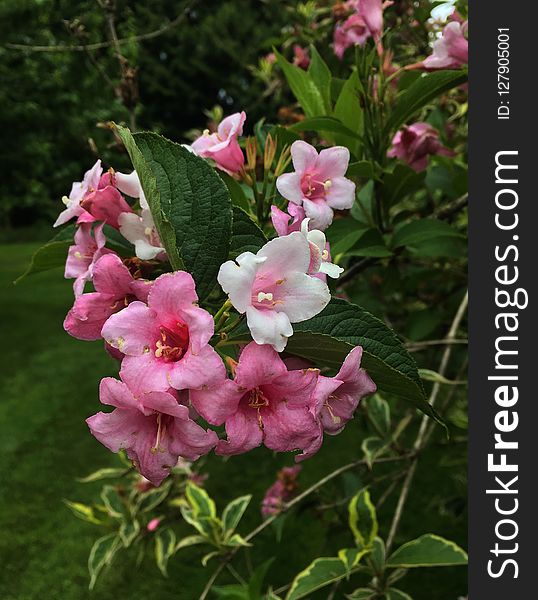 Plant, Flower, Flora, Flowering Plant