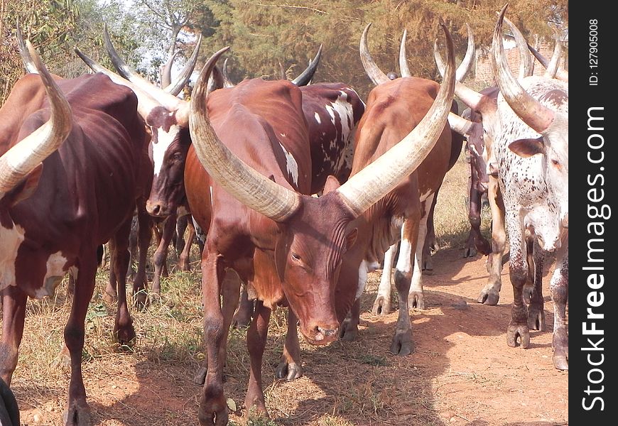 Horn, Cattle Like Mammal, Herd, Fauna