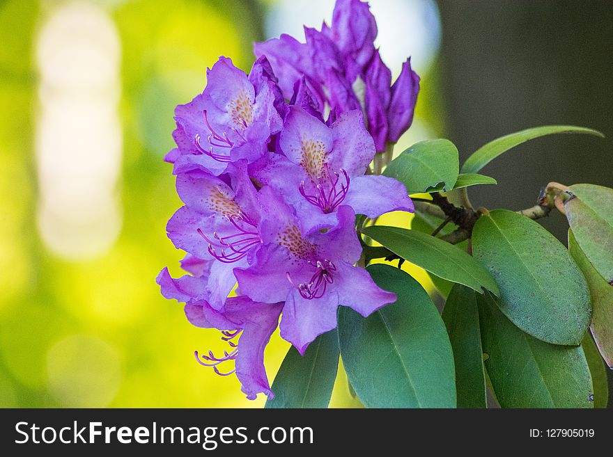 Flower, Plant, Flora, Purple