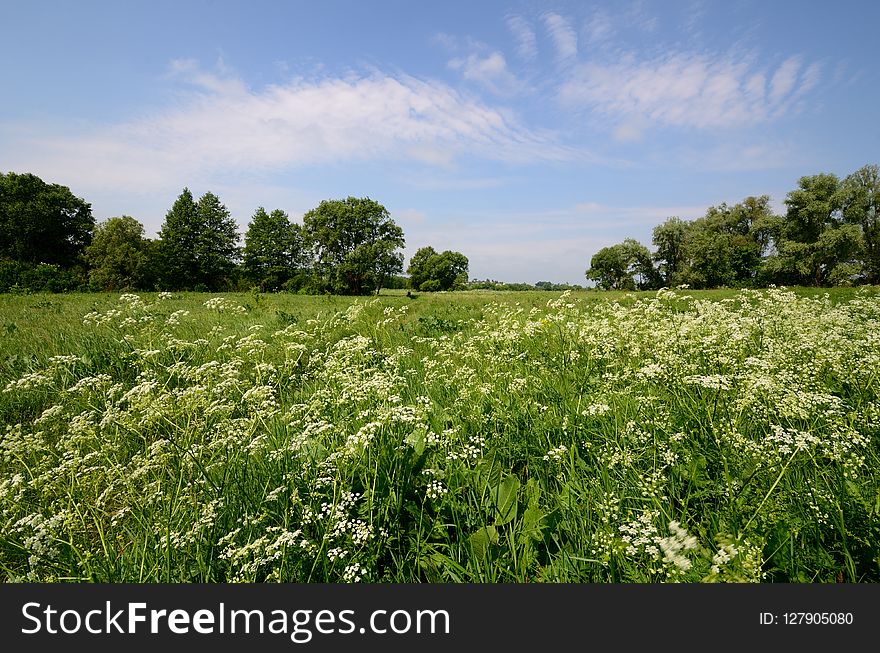 Grassland, Prairie, Ecosystem, Meadow