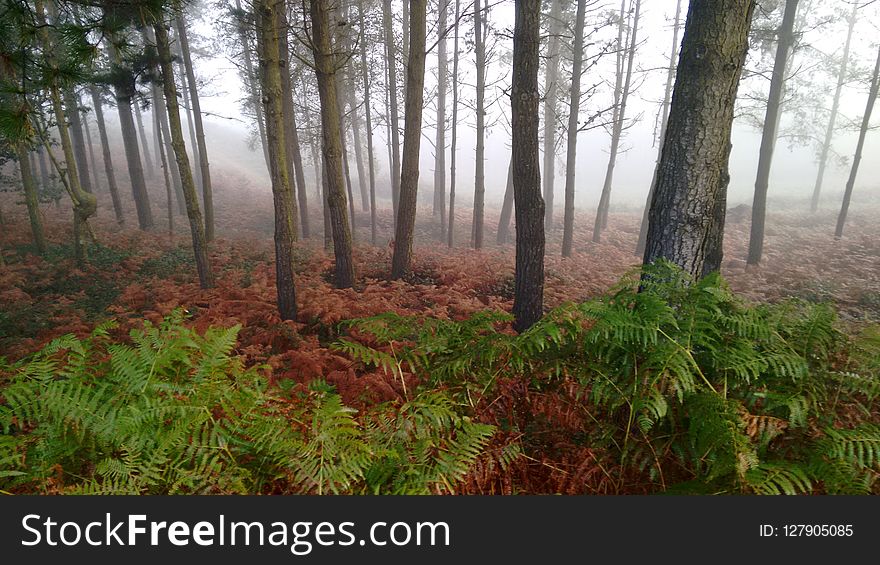 Ecosystem, Vegetation, Forest, Spruce Fir Forest