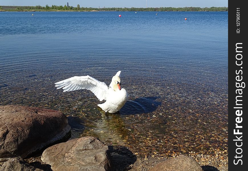 Bird, Water Bird, Water, Fauna