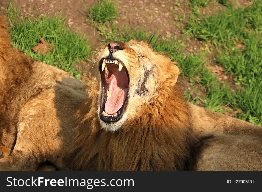 Wildlife, Lion, Facial Expression, Fauna