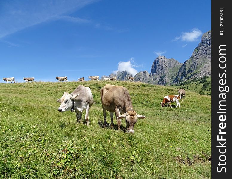 Grassland, Pasture, Grazing, Highland