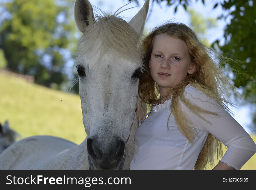 Horse, Mammal, Vertebrate, Horse Like Mammal