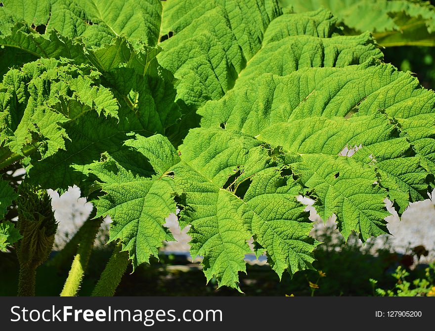 Vegetation, Leaf, Plant, Ferns And Horsetails