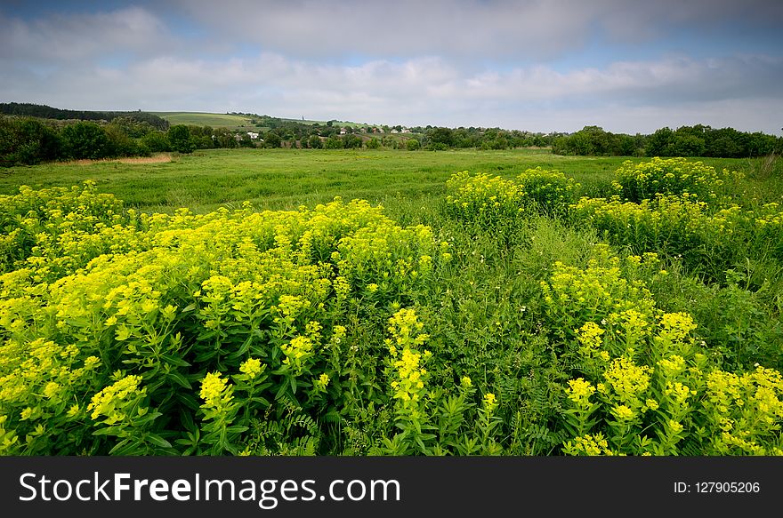 Vegetation, Ecosystem, Mustard Plant, Rapeseed