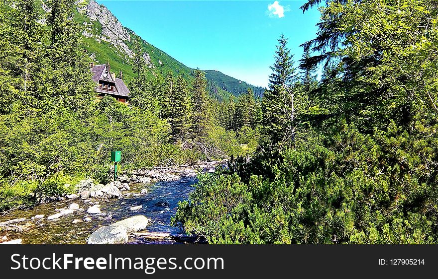 Wilderness, Nature, Nature Reserve, Vegetation