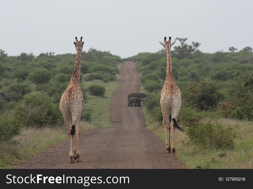 Giraffe, Wildlife, Terrestrial Animal, Grassland