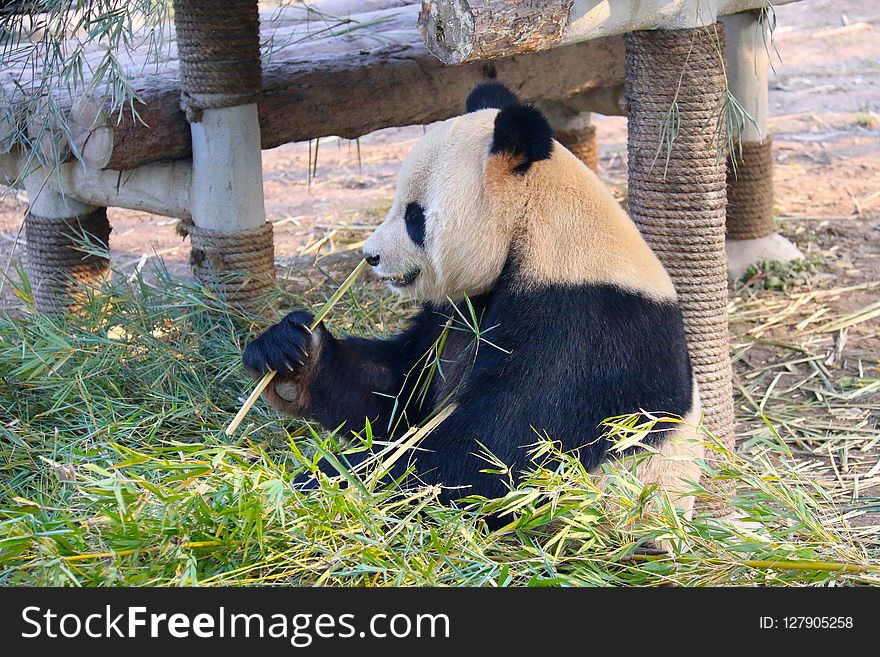 Giant Panda, Bear, Fauna, Terrestrial Animal