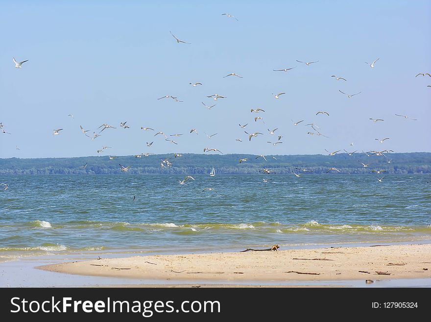 Sea, Sky, Shore, Ocean