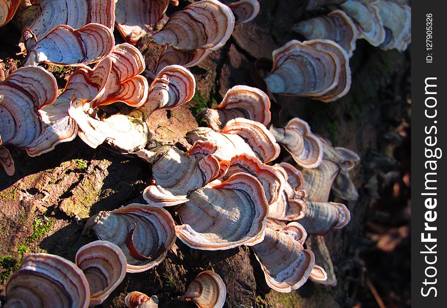 Fungus, Medicinal Mushroom, Auriculariaceae, Agaricomycetes
