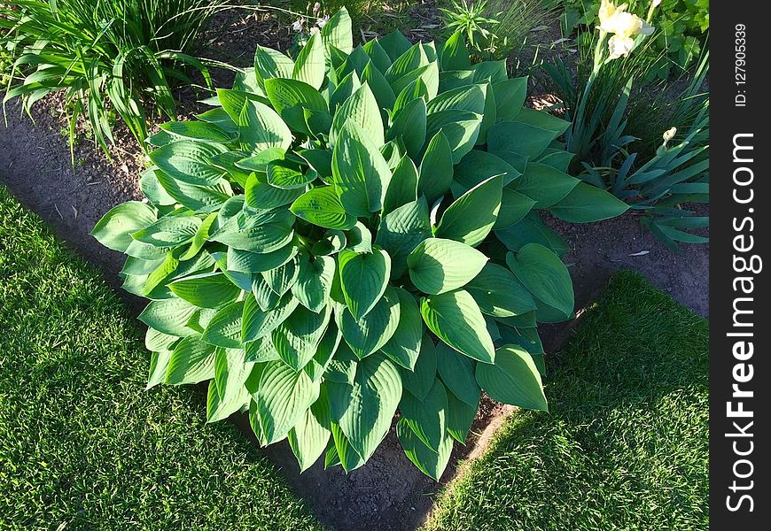 Plant, Leaf, Grass, Herb