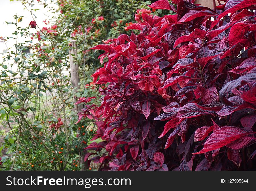 Plant, Leaf, Vegetation, Flora