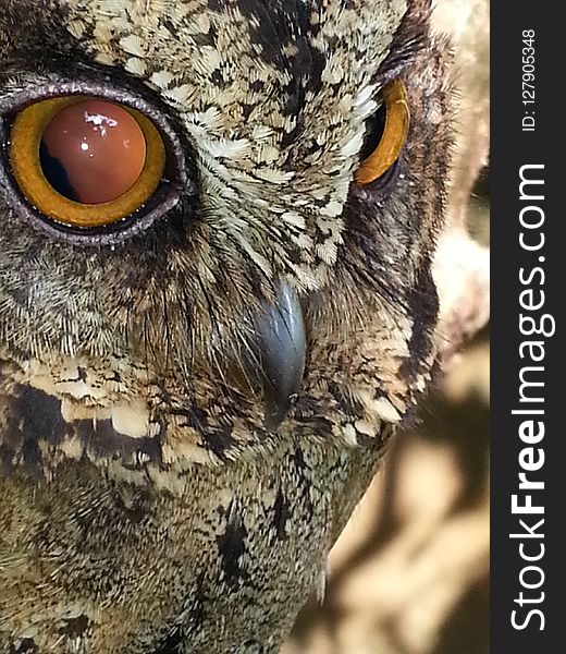 Beak, Owl, Fauna, Close Up