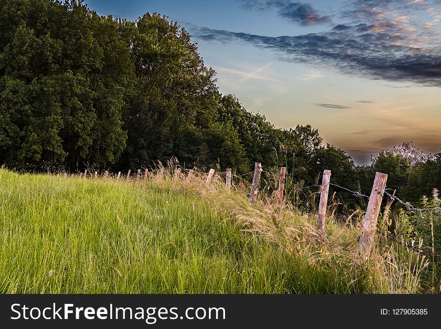 Sky, Grassland, Grass, Field