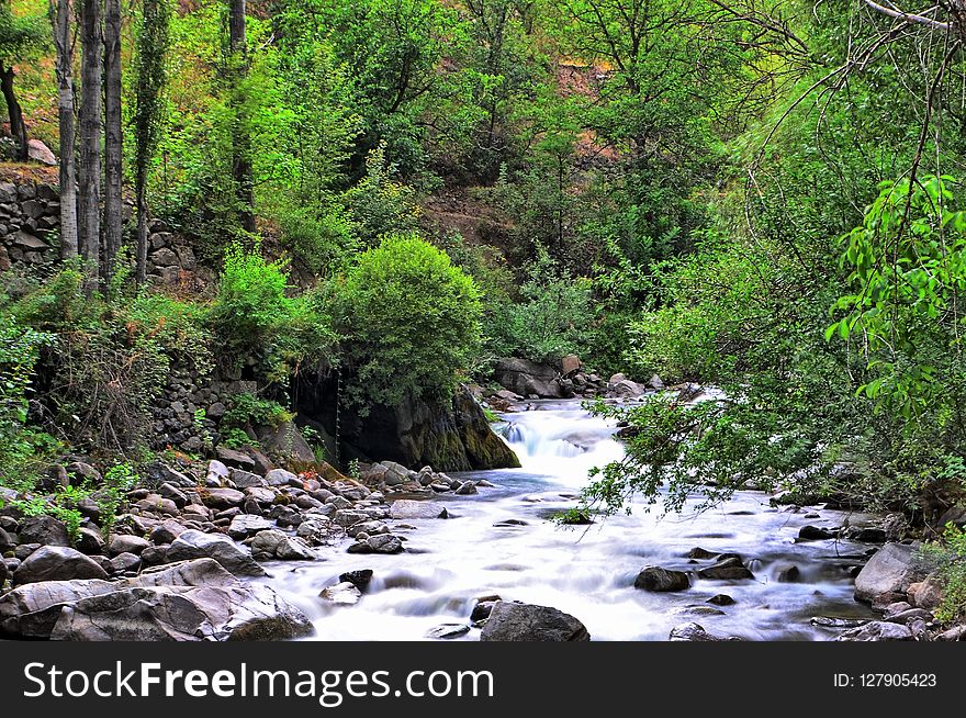 Stream, Water, Nature, Vegetation