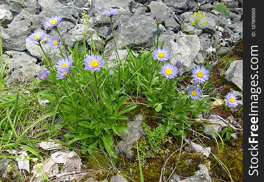 Flower, Plant, Flora, Wildflower