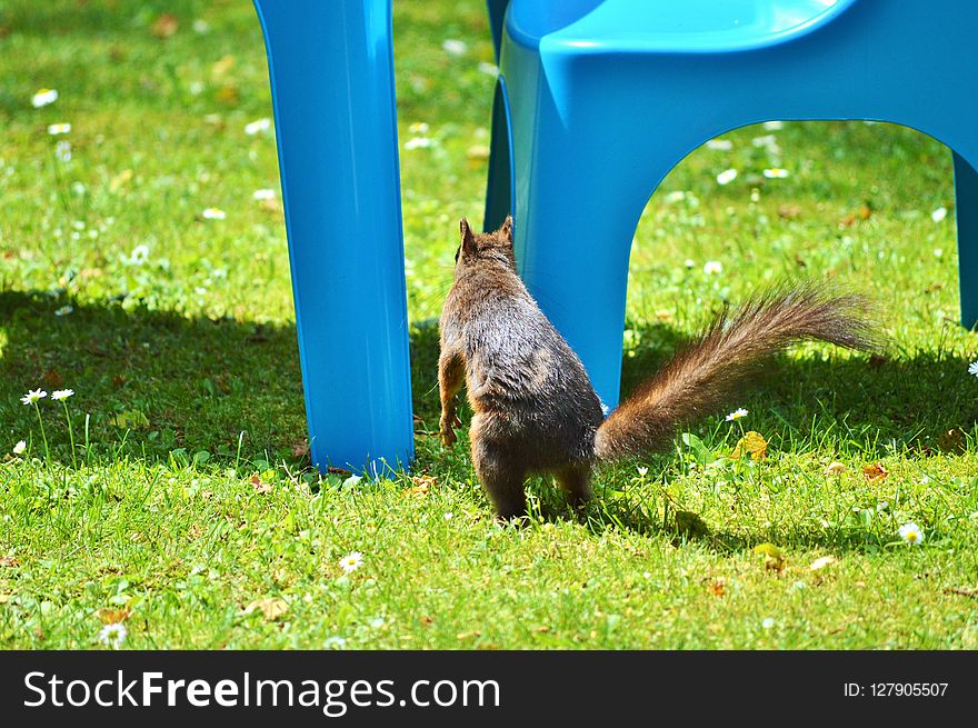 Fauna, Grass, Wildlife, Squirrel