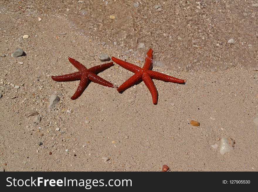 Starfish, Invertebrate, Marine Invertebrates, Echinoderm