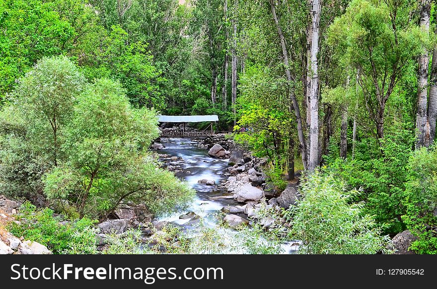 Nature, Vegetation, Nature Reserve, Water