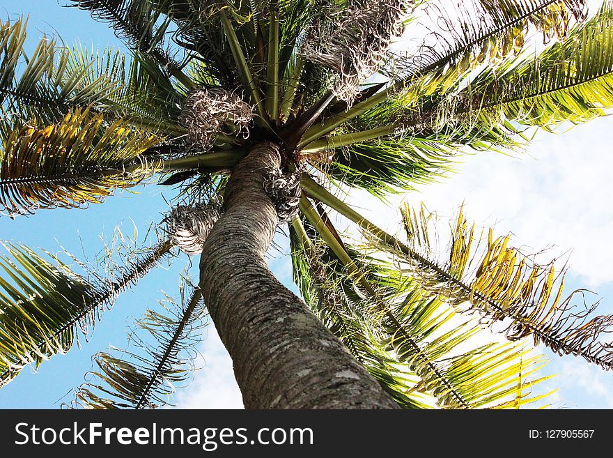 Tree, Arecales, Palm Tree, Vegetation