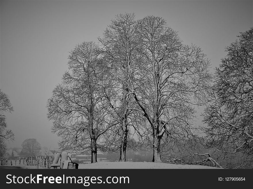 Tree, Winter, Black And White, Black