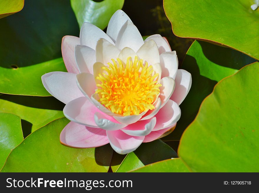 Flower, Sacred Lotus, Aquatic Plant, Flora
