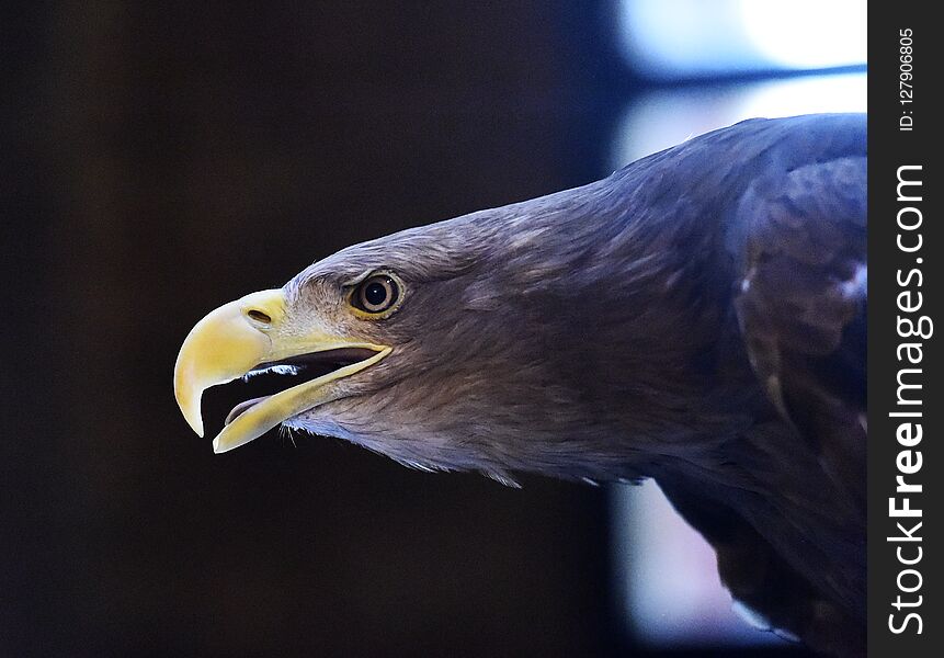 Eagle in the spain in the forest. Eagle in the spain in the forest