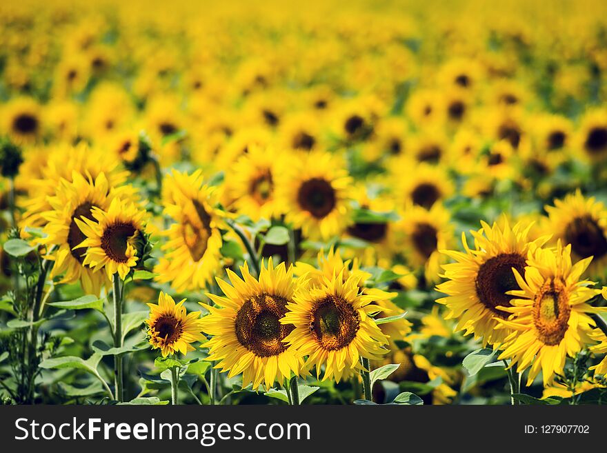 A field of ripening sunflowers brightly lit by the sun. Selective focus.