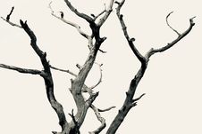 Dead Tree Royalty Free Stock Photography Dead Tree Royalty Free Stock Photography