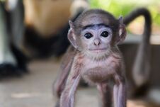 A Smiling Infant Monkey Stock Image