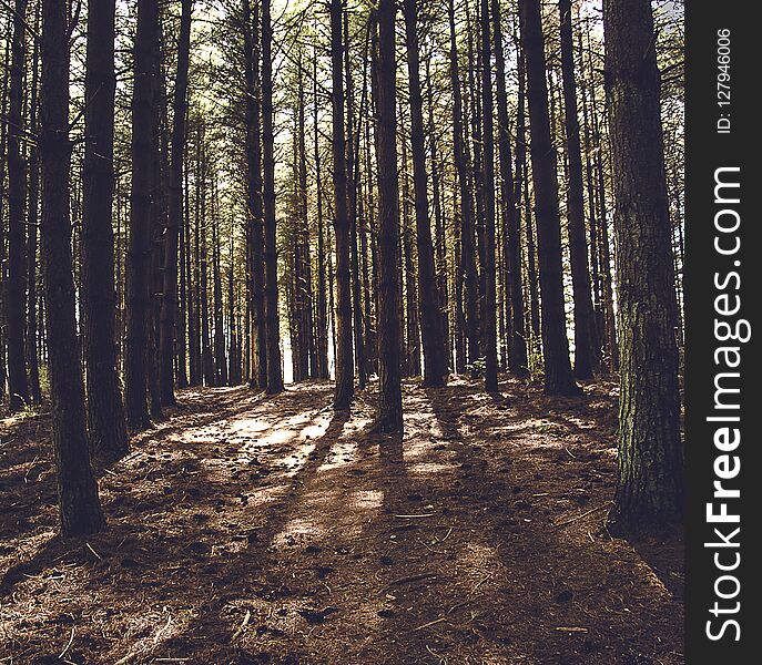 Dramatic Firs Forest View Of Light Through Trees