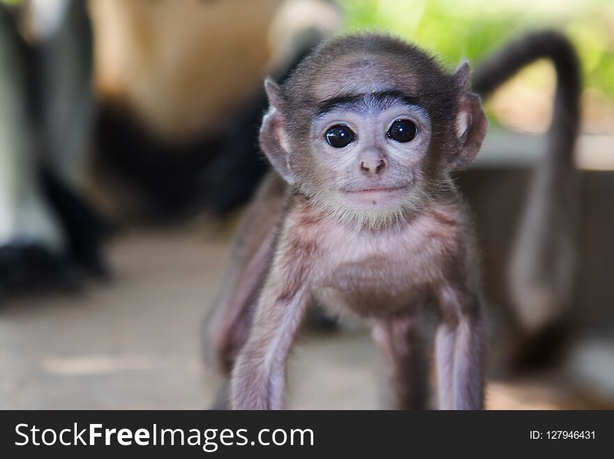 A infant monkey move towards me. A infant monkey move towards me