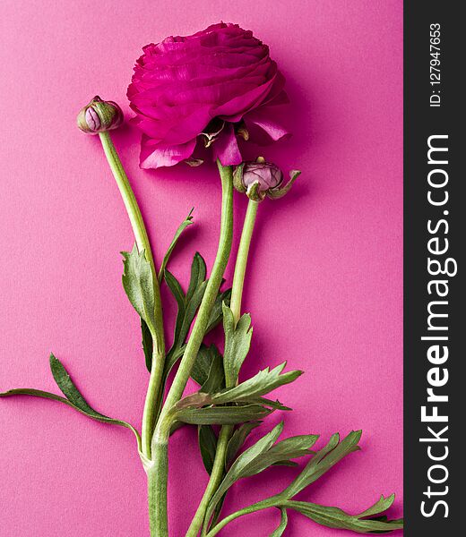 Green stems with amazing flower and delicate buds lying on pink background. Green stems with amazing flower and delicate buds lying on pink background.