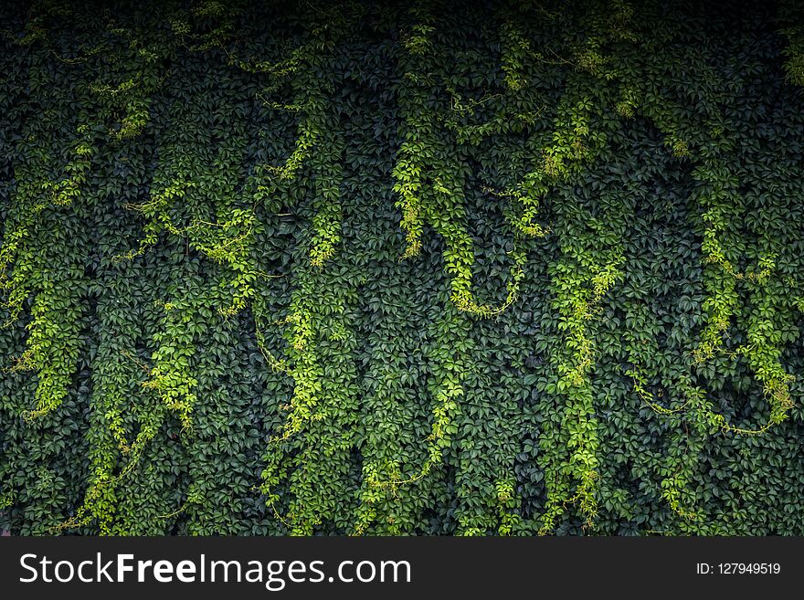 Green leaves as a nature background texture