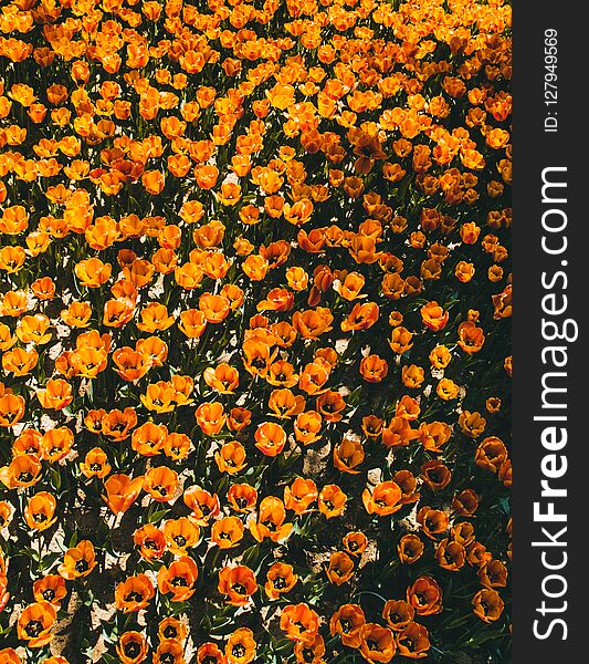 Blooming colorful tulip flowers in garden as floral background. Blooming colorful tulip flowers in garden as floral background