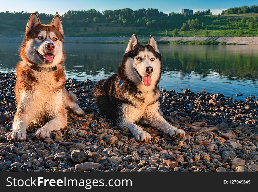 Two Siberian Husky dogs loves life. Happy smiling red husky dog on the shore beautiful summer river. Soft warm evening light from setting sun, calming landscape. Copy space.