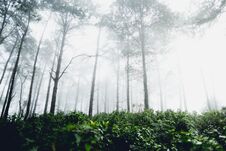 Fog And Trees Forest In The Morning Royalty Free Stock Photography Fog And Trees Forest In The Morning Royalty Free Stock Photography