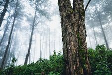 Fog And Trees Forest In The Morning Royalty Free Stock Images Fog And Trees Forest In The Morning Royalty Free Stock Images
