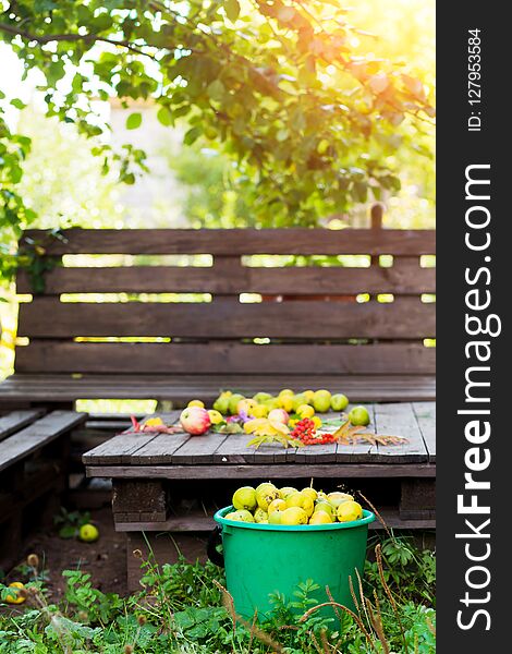 Beautiful garden during the harvest. Collection of ripe pears in autumn