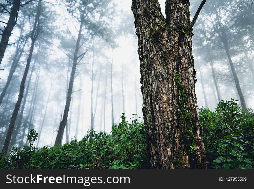 Fog And Trees Forest In The Morning