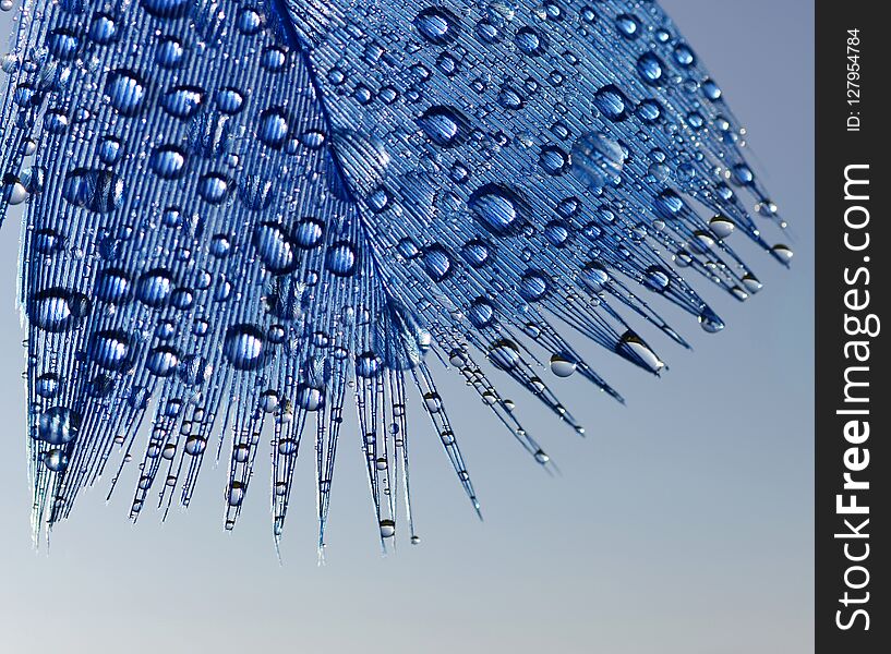 Drop Of Water Dew On A Fluffy Feather.