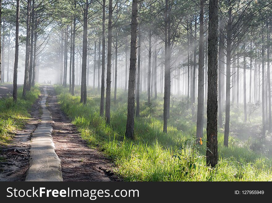 Discovery travel in the trail pine forest, vietnam. Background with magic sunrays, light, dense fog and fresh air part 2