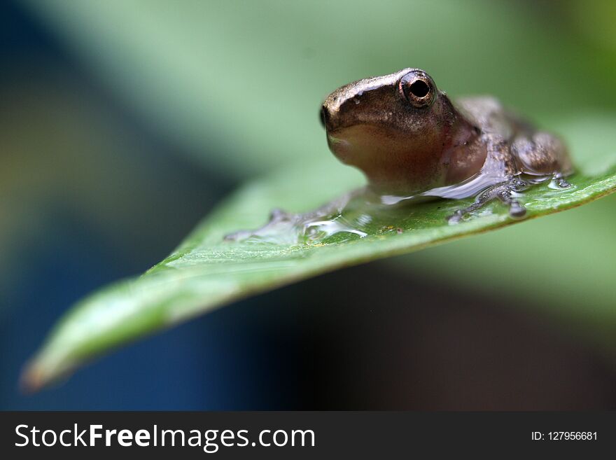 Green paddy frog is on the leaves with drops of dew.