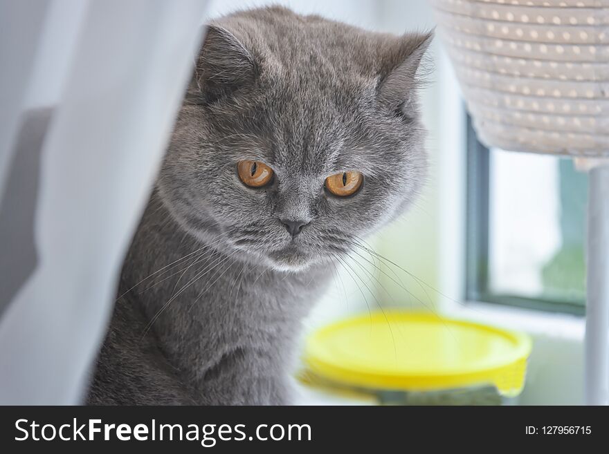 Gray cat sits by the window with a sad face. Gray cat sits by the window with a sad face